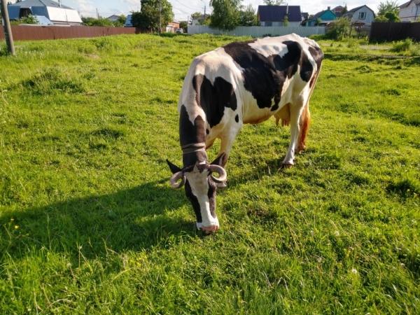 Обзор смартфона Moto G7 Plus: симпатичный смартфон с быстрой зарядкой и стереодинамиками Обзор смартфона Moto G7 Plus: симпатичный смартфон с быстрой зарядкой и стереодинамиками