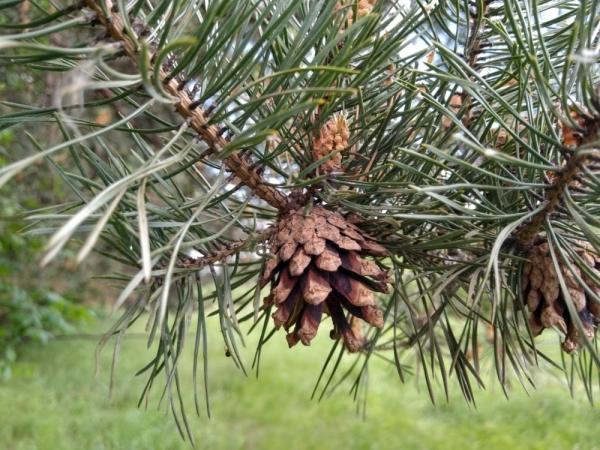 Обзор смартфона Moto G7 Plus: симпатичный смартфон с быстрой зарядкой и стереодинамиками Обзор смартфона Moto G7 Plus: симпатичный смартфон с быстрой зарядкой и стереодинамиками