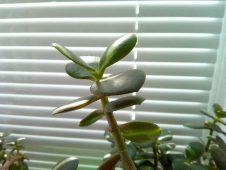 Обзор TP-Link Neffos C7 Lite — ультрабюджетник на Android Go Обзор TP-Link Neffos C7 Lite — ультрабюджетник на Android Go