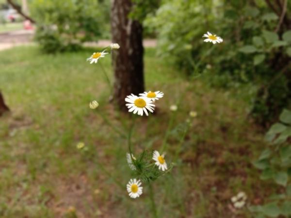 Обзор Vivo Y17: недорогой смартфон с мощной батареей и NFC Обзор Vivo Y17: недорогой смартфон с мощной батареей и NFC