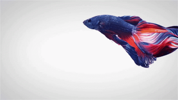 Обзор смартфона Xiaomi Redmi Note 7: 48-мегапиксельный бюджетник Обзор смартфона Xiaomi Redmi Note 7: 48-мегапиксельный бюджетник