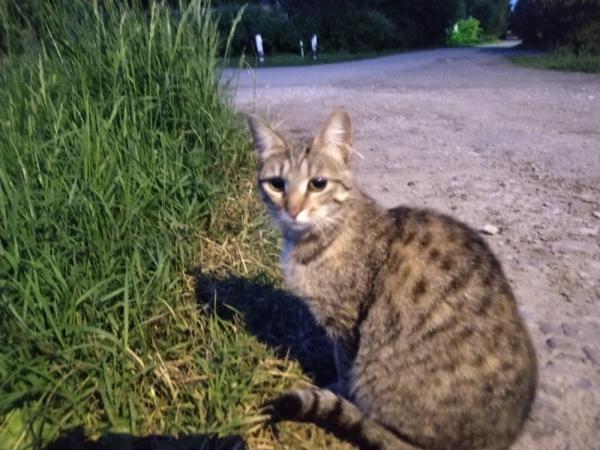 Обзор смартфона Moto G7 Plus: симпатичный смартфон с быстрой зарядкой и стереодинамиками Обзор смартфона Moto G7 Plus: симпатичный смартфон с быстрой зарядкой и стереодинамиками