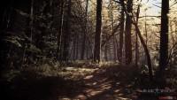 Обои и скриншоты игры Blair Witch Обои и скриншоты игры Blair Witch