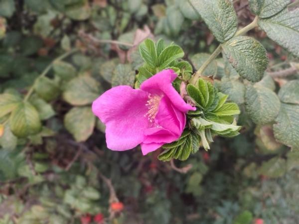 Обзор смартфона ZTE Axon 10 Pro: почти как флагман, но вдвое дешевле Обзор смартфона ZTE Axon 10 Pro: почти как флагман, но вдвое дешевле