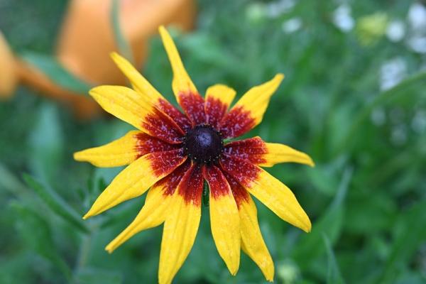 Обзор фотокамеры Nikon Z7: По пути в беззеркалье Обзор фотокамеры Nikon Z7: По пути в беззеркалье