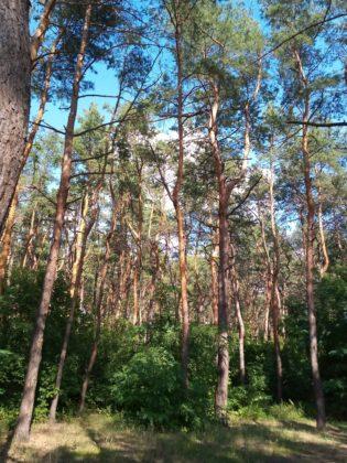 Обзор Tecno Pop 2S Pro - бюджетник стоимостью до $100 Обзор Tecno Pop 2S Pro - бюджетник стоимостью до $100