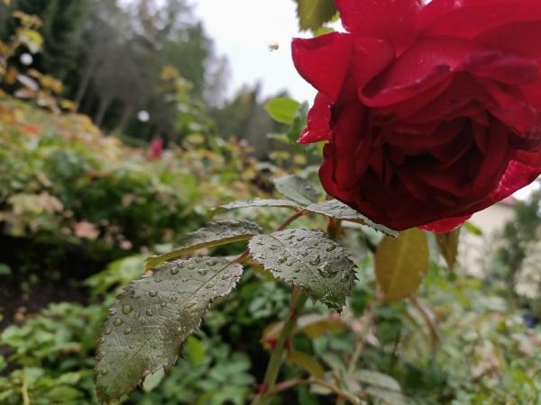 Обзор смартфона Oppo Reno Z: практичный стиляга из среднего класса Обзор смартфона Oppo Reno Z: практичный стиляга из среднего класса