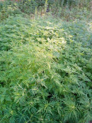 Обзор Tecno Pop 2S Pro - бюджетник стоимостью до $100 Обзор Tecno Pop 2S Pro - бюджетник стоимостью до $100