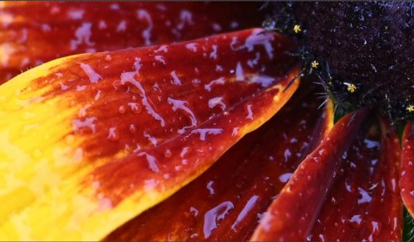 Обзор фотокамеры Nikon Z7: По пути в беззеркалье Обзор фотокамеры Nikon Z7: По пути в беззеркалье