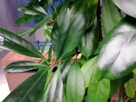 Обзор Huawei P smart Z с большим необрезанным экраном и выдвижной камерой + Розыгрыш смартфона! Обзор Huawei P smart Z с большим необрезанным экраном и выдвижной камерой + Розыгрыш смартфона!