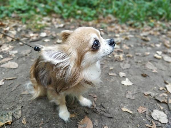 Обзор Xiaomi Mi A3: смартфон, в котором мы жестоко ошиблись Обзор Xiaomi Mi A3: смартфон, в котором мы жестоко ошиблись