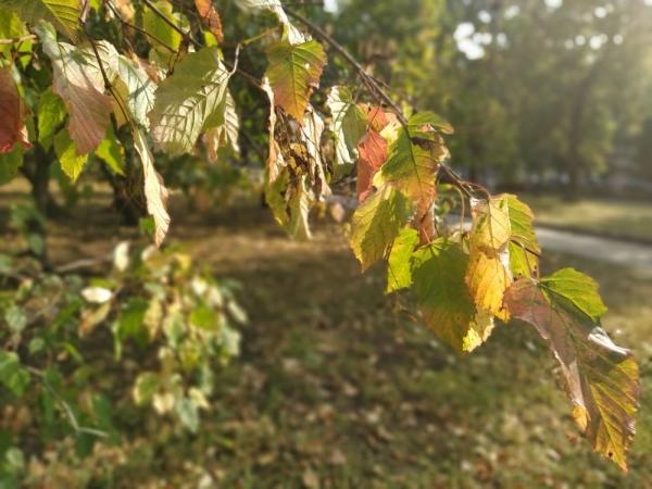 Обзор Xiaomi Mi A3: смартфон, в котором мы жестоко ошиблись Обзор Xiaomi Mi A3: смартфон, в котором мы жестоко ошиблись