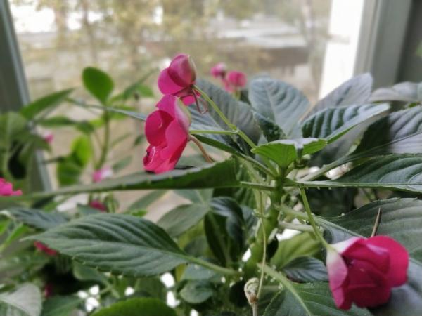 Обзор Xiaomi Mi A3: смартфон, в котором мы жестоко ошиблись Обзор Xiaomi Mi A3: смартфон, в котором мы жестоко ошиблись