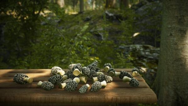 Вегетарианцы на охоте: анонсирована Morels: The Hunt Вегетарианцы на охоте: анонсирована Morels: The Hunt