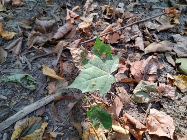 Обзор Samsung Galaxy Tab S6: планшет, который вам понравится Обзор Samsung Galaxy Tab S6: планшет, который вам понравится