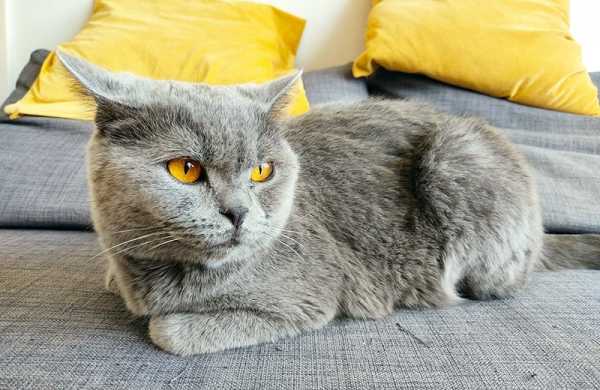 Обзор Xiaomi Redmi Note 9S: большая батарея, экран и высокая производительность