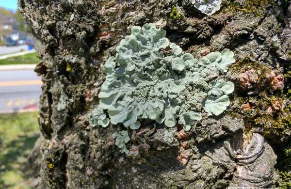 Обзор Motorola Edge Plus: неидеального смартфона флагманского уровня Обзор Motorola Edge Plus: неидеального смартфона флагманского уровня