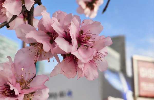 Обзор Nothing Phone (3a): уникального смартфона с футуристичным дизайном Обзор Nothing Phone (3a): уникального смартфона с футуристичным дизайном