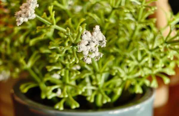 Обзор Nothing Phone (3a) Pro: стильного смартфона с многофункциональной подсветкой Glyph Обзор Nothing Phone (3a) Pro: стильного смартфона с многофункциональной подсветкой Glyph