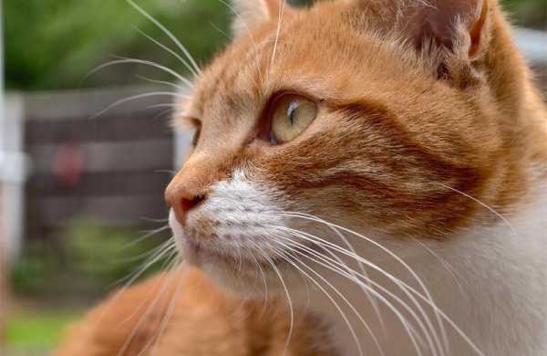 Обзор Vivo X200 Ultra: флагманского смартфона для профессиональной съёмки фото и видео Обзор Vivo X200 Ultra: флагманского смартфона для профессиональной съёмки фото и видео