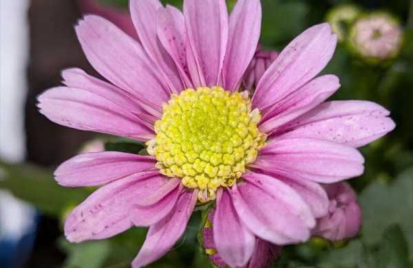 Обзор Google Pixel 9a: компактного смартфона для съёмки и любителей ИИ Обзор Google Pixel 9a: компактного смартфона для съёмки и любителей ИИ