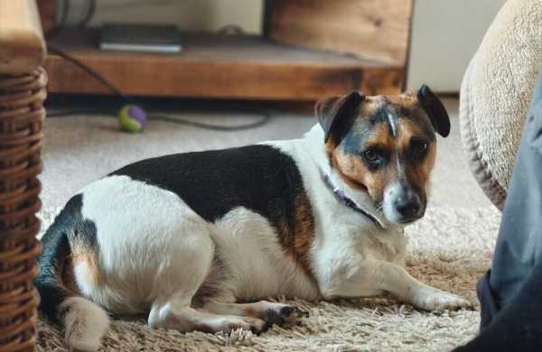 Обзор Nothing Phone (3a) Pro: стильного смартфона с многофункциональной подсветкой Glyph Обзор Nothing Phone (3a) Pro: стильного смартфона с многофункциональной подсветкой Glyph