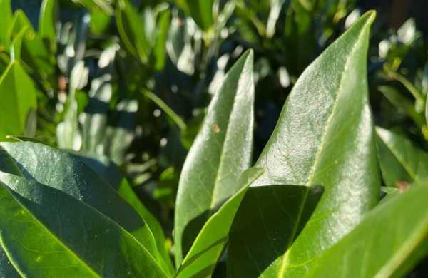 Обзор Apple iPad mini (A17 Pro): компактного планшета с самым мощным железом и ИИ Обзор Apple iPad mini (A17 Pro): компактного планшета с самым мощным железом и ИИ