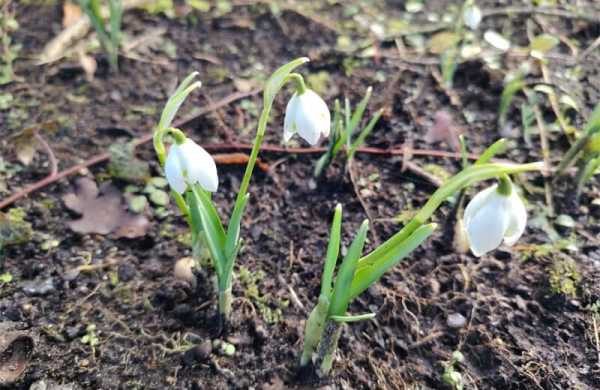 Обзор Honor Magic 7 Lite: автономного смартфона, который во многом устарел Обзор Honor Magic 7 Lite: автономного смартфона, который во многом устарел