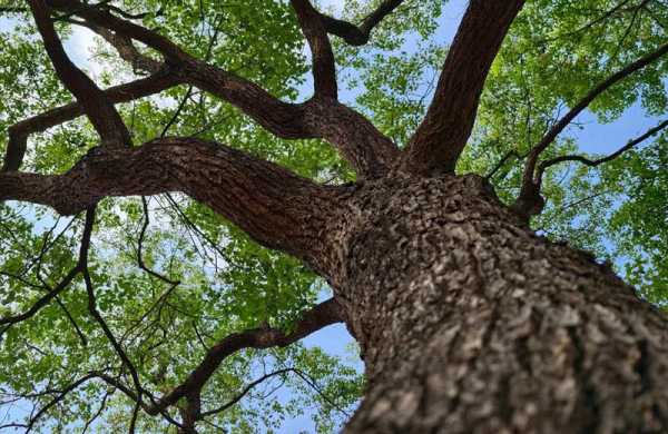 Обзор Vivo X200 Ultra: флагманского смартфона для профессиональной съёмки фото и видео Обзор Vivo X200 Ultra: флагманского смартфона для профессиональной съёмки фото и видео