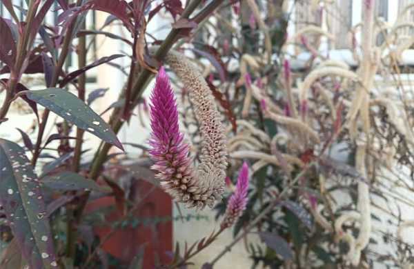 Обзор Oppo A5 Pro: бюджетного смартфона, который выдержит даже кипяток Обзор Oppo A5 Pro: бюджетного смартфона, который выдержит даже кипяток