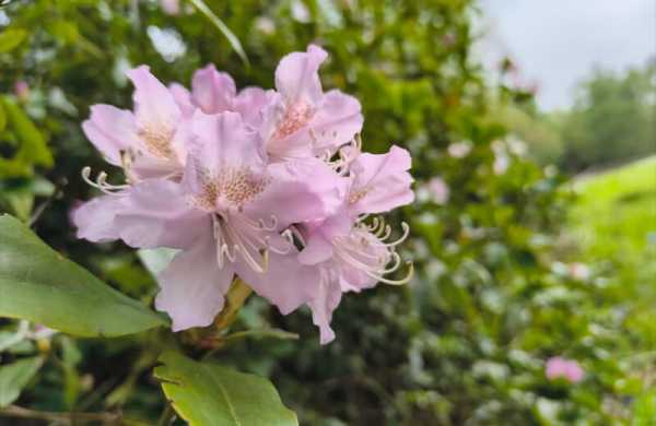 Обзор Nothing CMF Phone 2 Pro: доступного смартфона с уникальным модульным дизайном Обзор Nothing CMF Phone 2 Pro: доступного смартфона с уникальным модульным дизайном