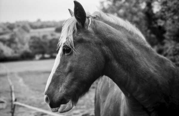 Обзор Honor 400 Pro: недорогого камерофона для профессиональных портретов Обзор Honor 400 Pro: недорогого камерофона для профессиональных портретов