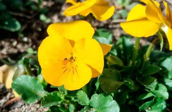 Обзор Realme 14T 5G: автономного смартфона с AMOLED-экраном и водозащитой Обзор Realme 14T 5G: автономного смартфона с AMOLED-экраном и водозащитой