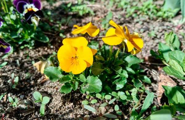 Обзор Realme 14T 5G: автономного смартфона с AMOLED-экраном и водозащитой Обзор Realme 14T 5G: автономного смартфона с AMOLED-экраном и водозащитой