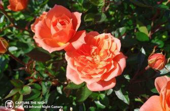 Обзор AGM H3: недорогой защищённый смартфон с камерой ночного видения Обзор AGM H3: недорогой защищённый смартфон с камерой ночного видения