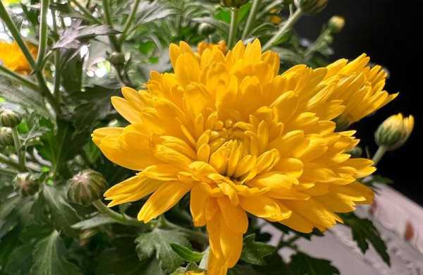 Обзор Apple iPhone 13 Pro: обновлённого смартфона для профессионалов Обзор Apple iPhone 13 Pro: обновлённого смартфона для профессионалов