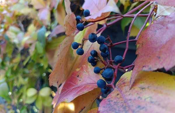 Обзор Infinix NOTE 12 PRO: просто хороший смартфон по приятной цене Обзор Infinix NOTE 12 PRO: просто хороший смартфон по приятной цене