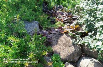 Обзор AGM H3: недорогой защищённый смартфон с камерой ночного видения Обзор AGM H3: недорогой защищённый смартфон с камерой ночного видения