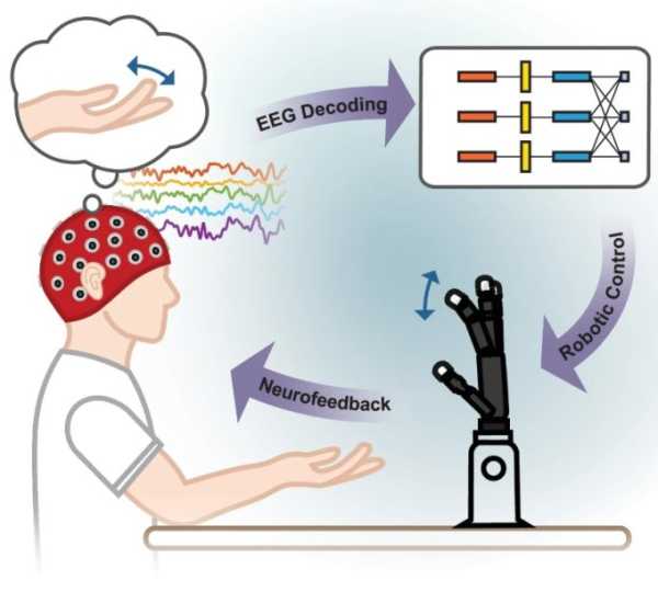 Исследователи научились управлять пальцами роботов силой мысли (2 фото) Исследователи научились управлять пальцами роботов силой мысли (2 фото)
