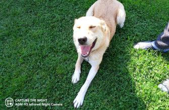 Обзор AGM H3: недорогой защищённый смартфон с камерой ночного видения Обзор AGM H3: недорогой защищённый смартфон с камерой ночного видения