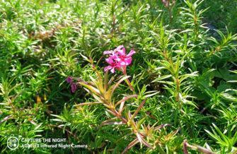 Обзор AGM H3: недорогой защищённый смартфон с камерой ночного видения Обзор AGM H3: недорогой защищённый смартфон с камерой ночного видения