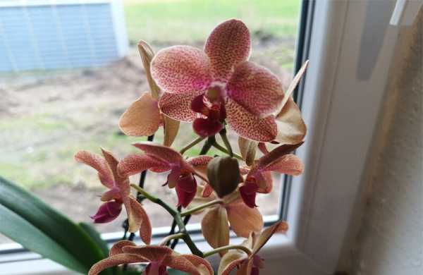 Обзор Blackview BL9000: современного защищённого смартфона с дополнительным экраном Обзор Blackview BL9000: современного защищённого смартфона с дополнительным экраном