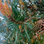 Обзор Realme X3 SuperZoom: непросто бюджетный флагман! Обзор Realme X3 SuperZoom: непросто бюджетный флагман!