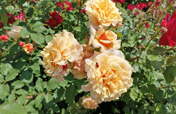 Meizu Note 21 Pro: обзор смартфона, который не спасает даже низкая цена Meizu Note 21 Pro: обзор смартфона, который не спасает даже низкая цена