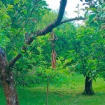 Обзор Realme X3 SuperZoom: непросто бюджетный флагман! Обзор Realme X3 SuperZoom: непросто бюджетный флагман!