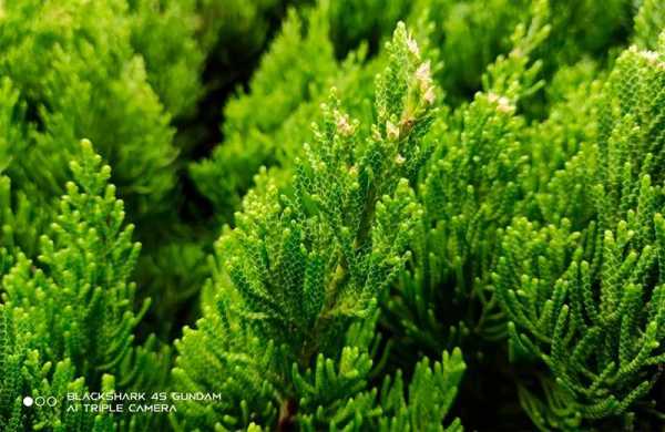 Обзор Black Shark 4S: игрового смартфона с обновлёнными возможностями Обзор Black Shark 4S: игрового смартфона с обновлёнными возможностями