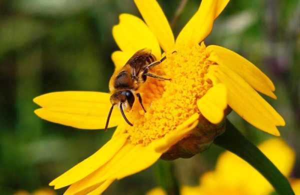 Обзор Nothing Phone (3): флагманского смартфона со вторым дисплеем Glyph Matrix Обзор Nothing Phone (3): флагманского смартфона со вторым дисплеем Glyph Matrix