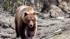 В "Ленских столбах" через 5 лет ИИ может стать новой системой подсчета зверей В "Ленских столбах" через 5 лет ИИ может стать новой системой подсчета зверей