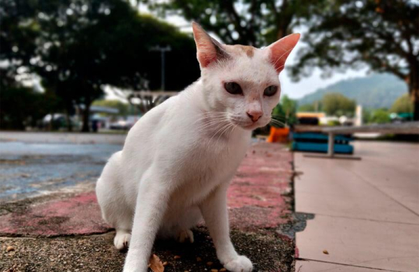 Обзор Oppo A60: доступный смартфона с прочным корпусом и слабым железом Обзор Oppo A60: доступный смартфона с прочным корпусом и слабым железом