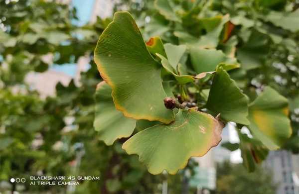 Обзор Black Shark 4S: игрового смартфона с обновлёнными возможностями Обзор Black Shark 4S: игрового смартфона с обновлёнными возможностями